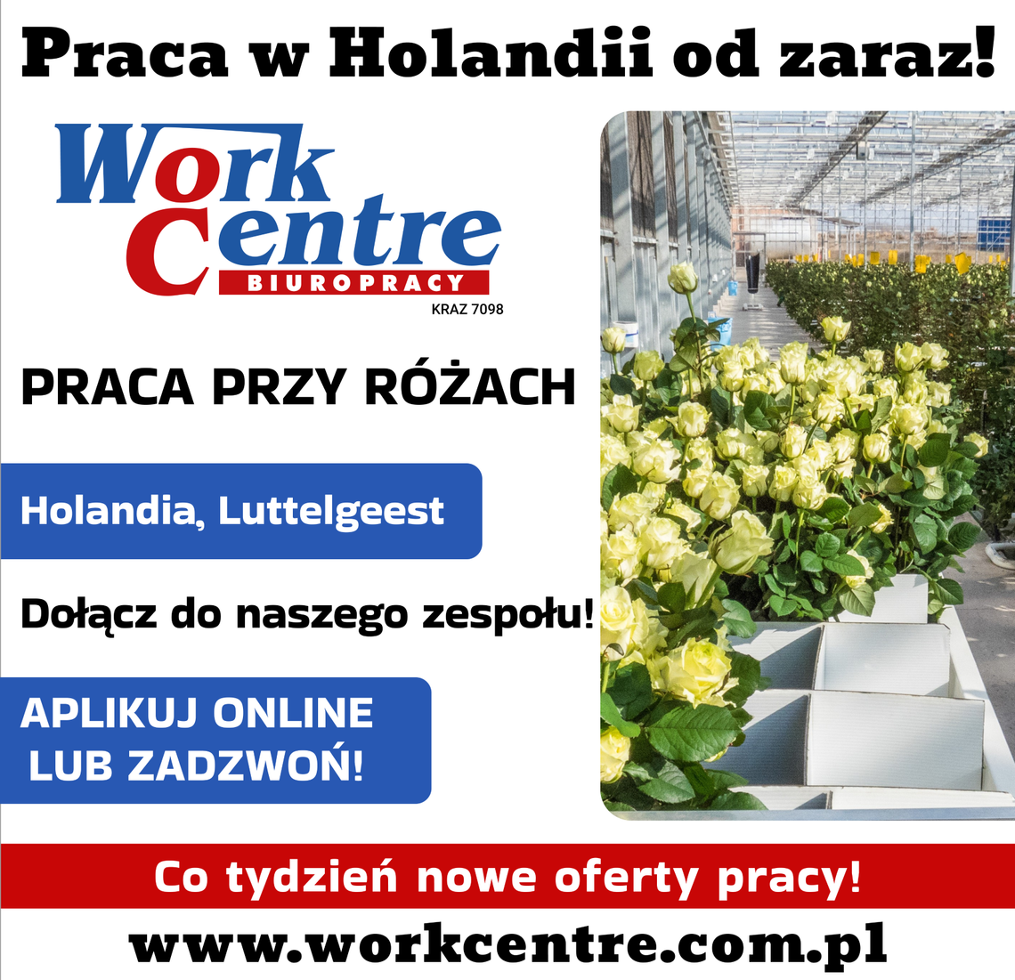 Ścinanie i pielęgnacja róż (k/m) Oferta pracy w Holandii