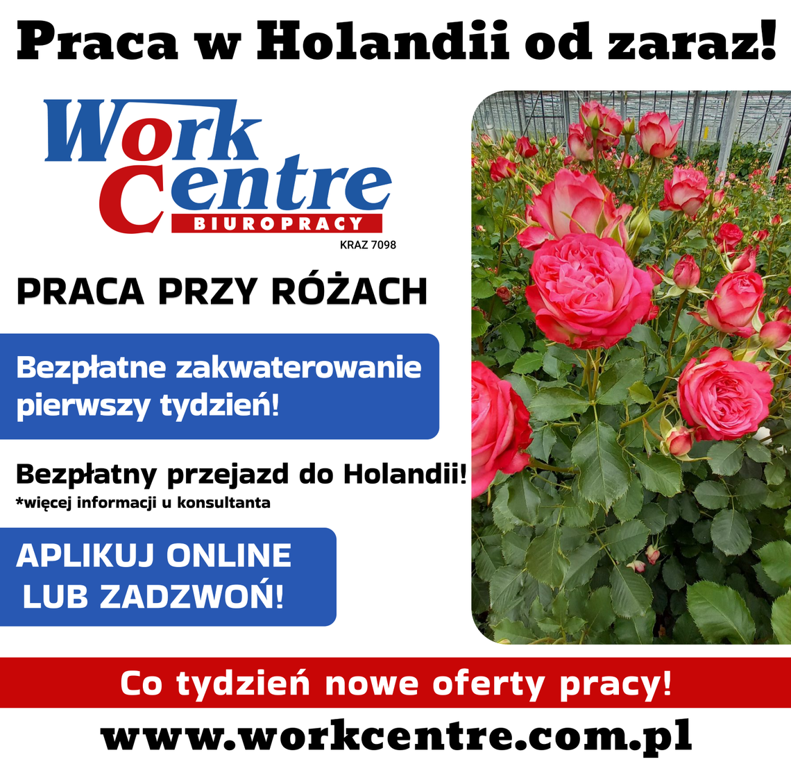 Ścinanie i pielęgnacja róż (k/m) Oferta pracy w Holandii
