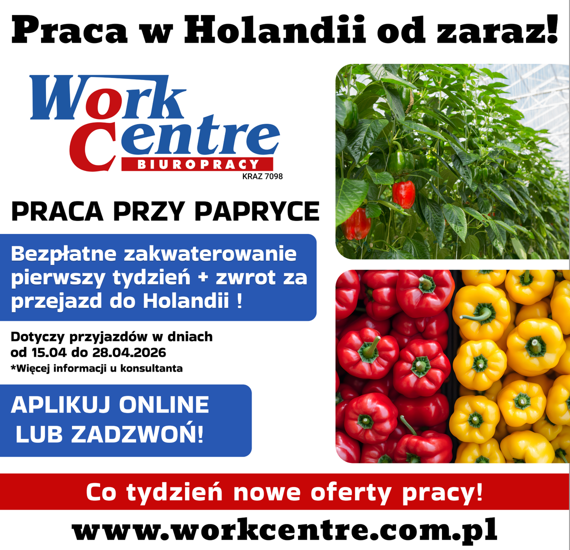 Ścinanie i sortowanie papryki (k/m) Oferta pracy w Holandii