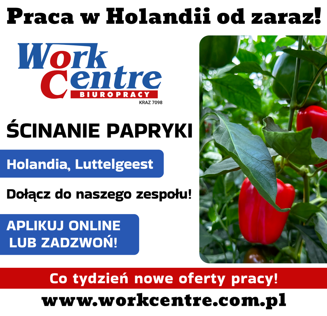 Ścinanie papryki (k/m) Oferta pracy w Holandii