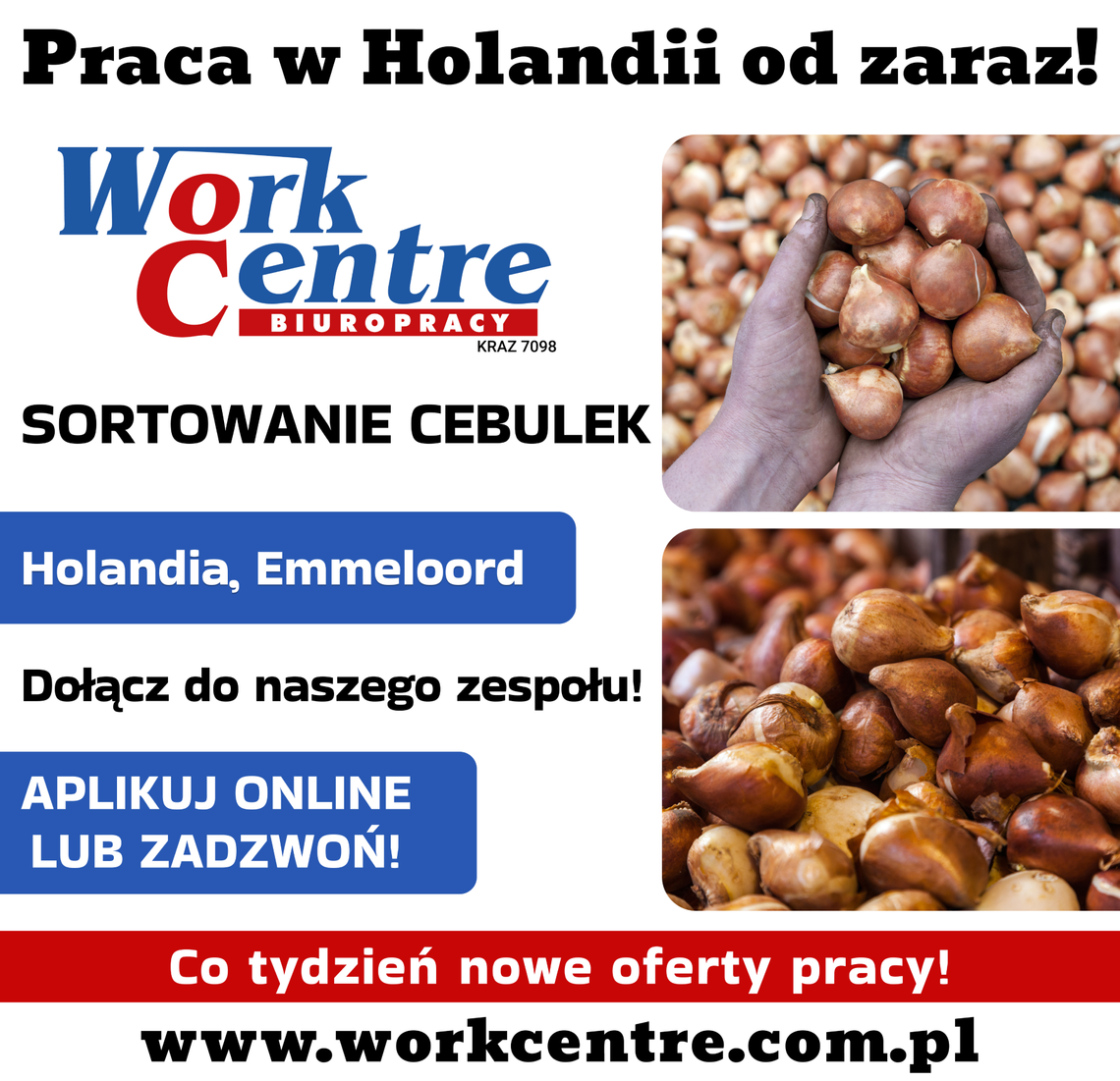 Sortowanie cebulek kwiatowych (k/m) Oferta pracy w Holandii Sortowanie cebulek kwiatowych (k/m) Oferta pracy w Holandii