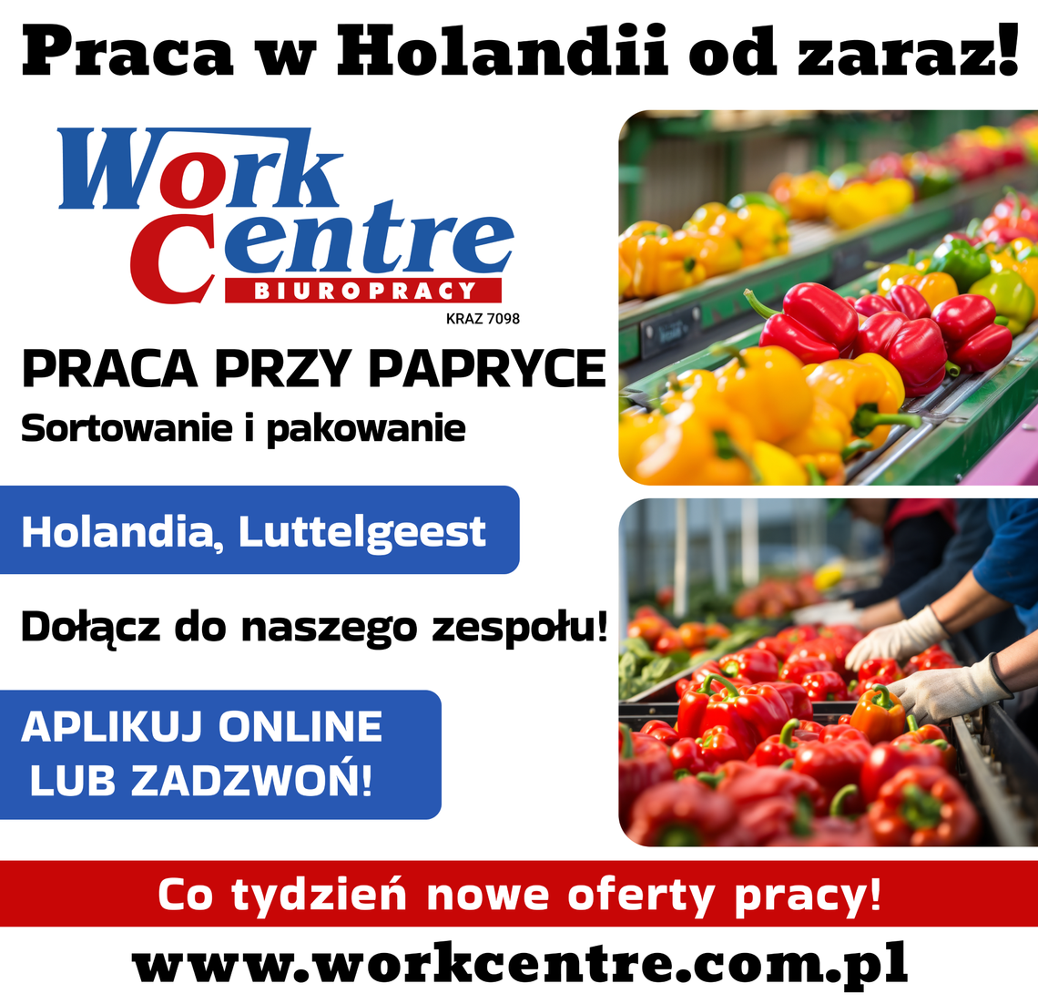 Sortowanie i pakowanie papryki (k/m) Oferta pracy w Holandii
