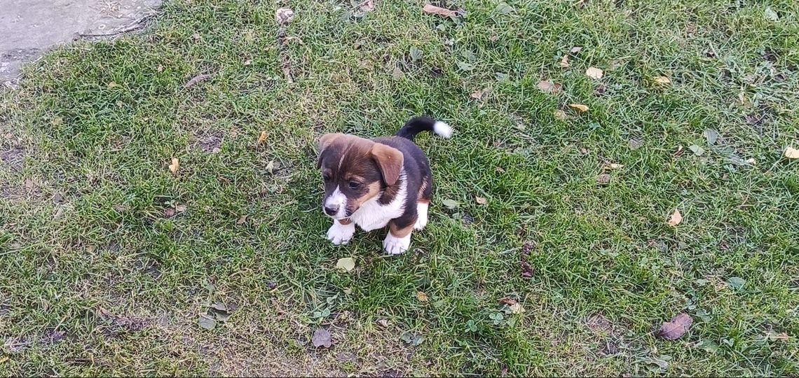Szczeniaki kundelki Szczeniaki kundelki