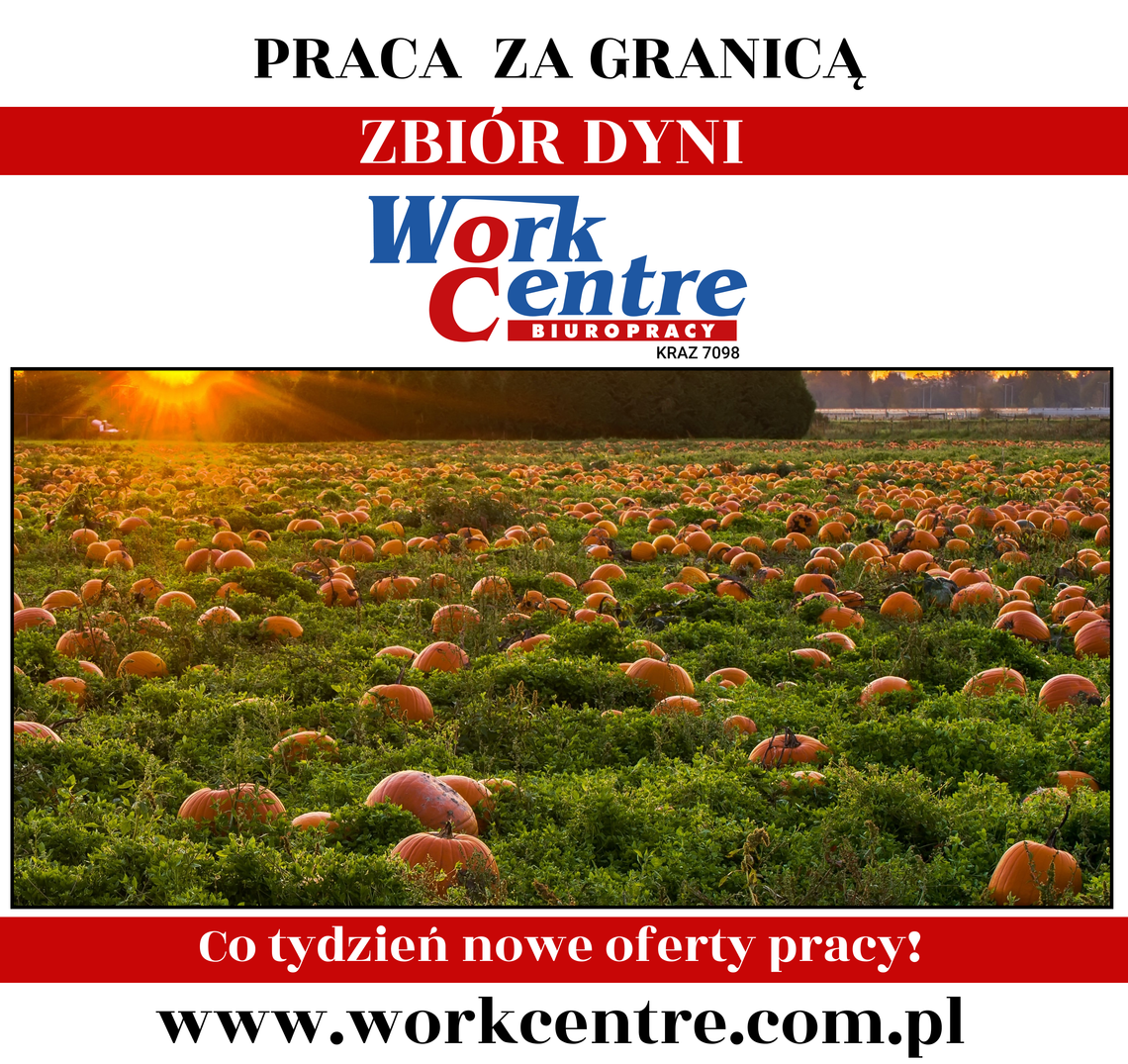 Zbiór dyni (k/m) Oferta pracy w Holandii Zbiór dyni (k/m) Oferta pracy w Holandii