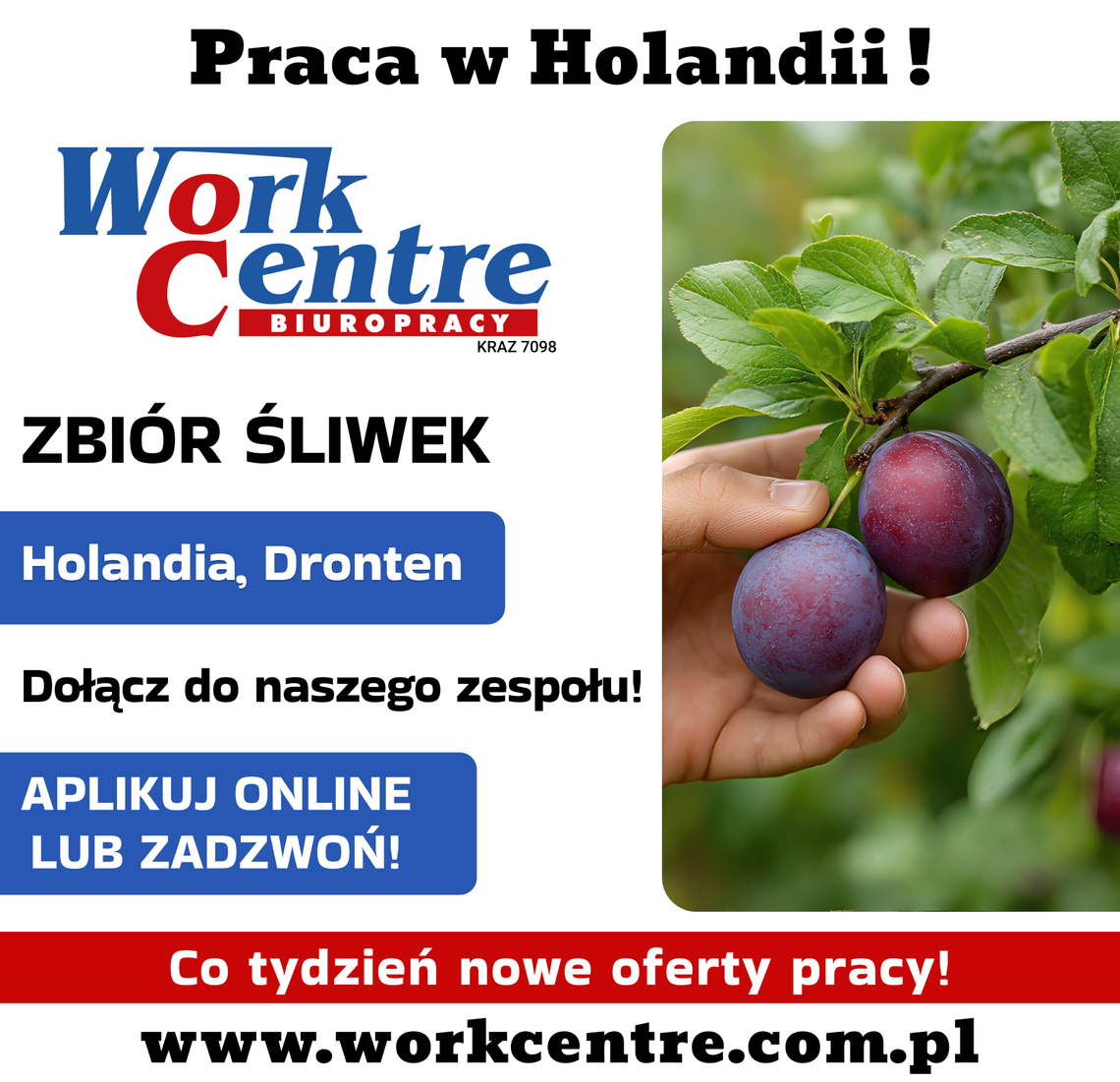 Zbiór śliwek (k/m) Oferta pracy w Holandii Zbiór śliwek (k/m) Oferta pracy w Holandii