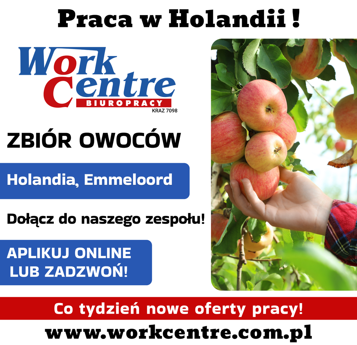 Zbiory owoców w sadzie (k/m) Oferta pracy w Holandii