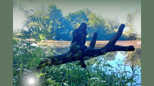 Wystawa rzeźby plenerowej: Z formą w ogrody | halogorlice.info Plakat zapowiadający wydarzenie Wystawa rzeźby plenerowej: Z formą w ogrody