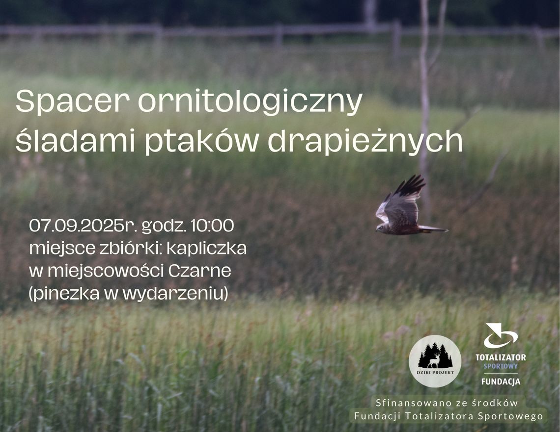 Spacer ornitologiczny śladami ptaków drapieżnych | halogorlice.info Zdjęcie przedstawia plakat promujący wydarzenie Spacer ornitologiczny śladami ptaków drapieżnych