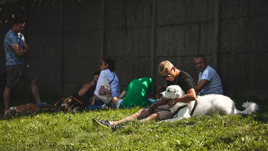 Do Gorlic zjechały psie piękności