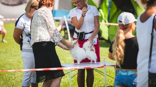 Do Gorlic zjechały psie piękności