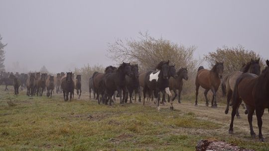 Spęd koni huculskich – kto raz znalazł się w pobliżu pędzącego tabunu wraca do Regietowa co roku