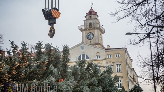 Już jest! Piękna i okazała!