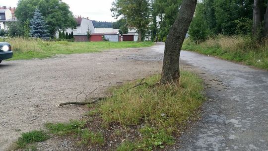 Historia rodem z Puszczy Białowieskiej. W tle wycinka drzewa i tajemnicza dziupla.