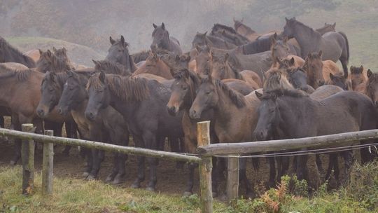 Spęd koni huculskich – kto raz znalazł się w pobliżu pędzącego tabunu wraca do Regietowa co roku