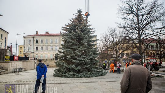 Już jest! Piękna i okazała!