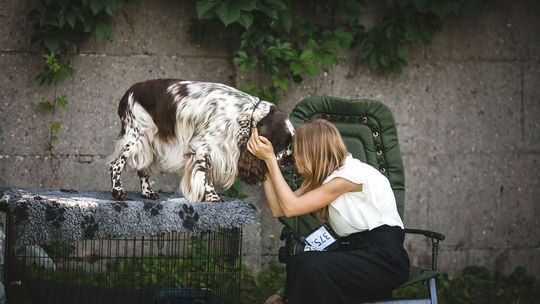 Do Gorlic zjechały psie piękności