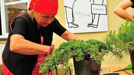 Aktywna niedziela, pokaz aikido i warsztaty bonsai