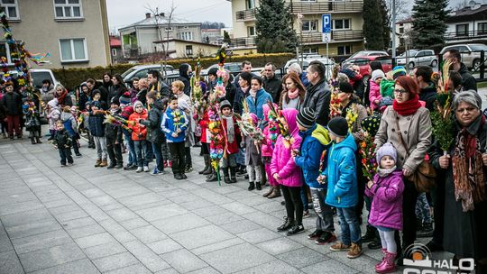 Która z palm była najwyższa?