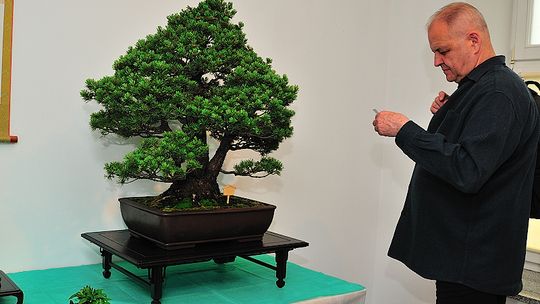 Sobota pod znakiem bonsai