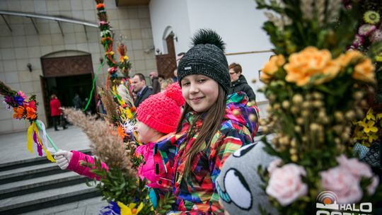 Która z palm była najwyższa?