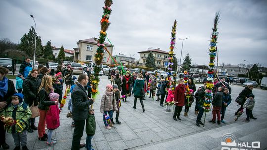 Która z palm była najwyższa?