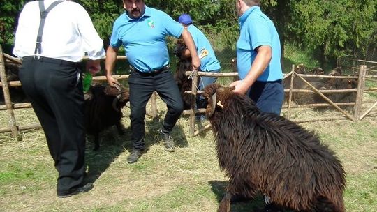 Nasi wystawcy i producenci z Agropromocji wrócili z nagrodami