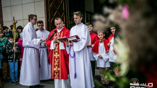 Która z palm była najwyższa?