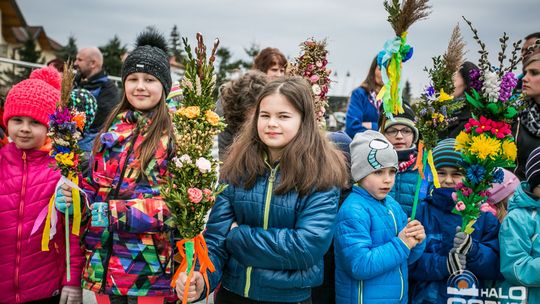 Która z palm była najwyższa?