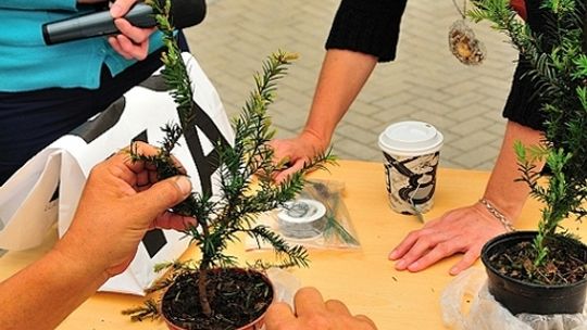 Aktywna niedziela, pokaz aikido i warsztaty bonsai