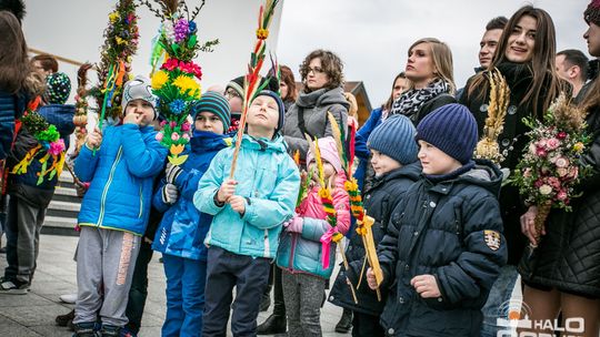 Która z palm była najwyższa?