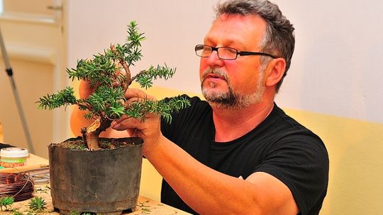 Sobota pod znakiem bonsai