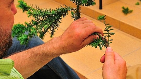 Sobota pod znakiem bonsai