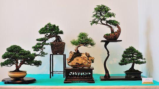 Sobota pod znakiem bonsai