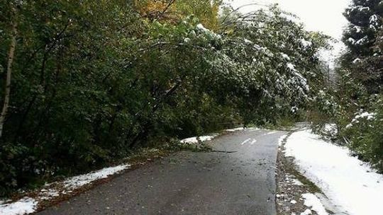 Pierwszy śnieg wyrządził wiele szkód