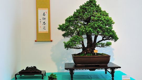 Sobota pod znakiem bonsai