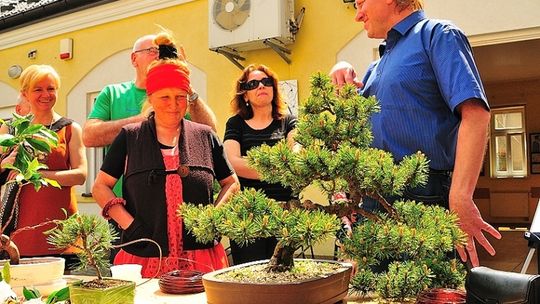 Aktywna niedziela, pokaz aikido i warsztaty bonsai