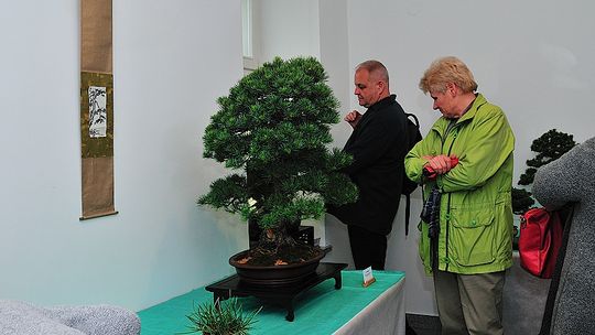 Sobota pod znakiem bonsai