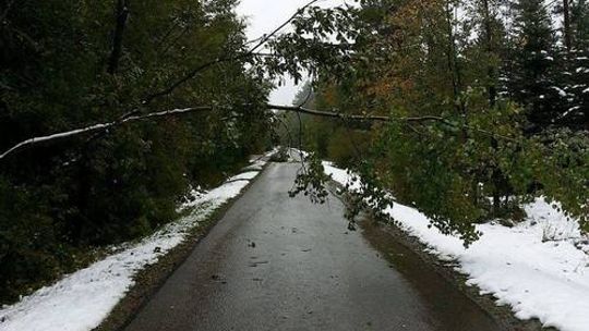 Pierwszy śnieg wyrządził wiele szkód