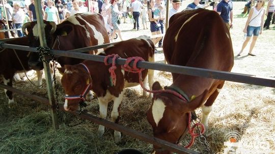 Nasi wystawcy i producenci z Agropromocji wrócili z nagrodami