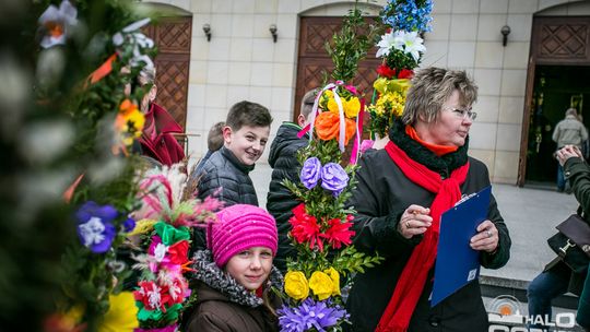 Która z palm była najwyższa?