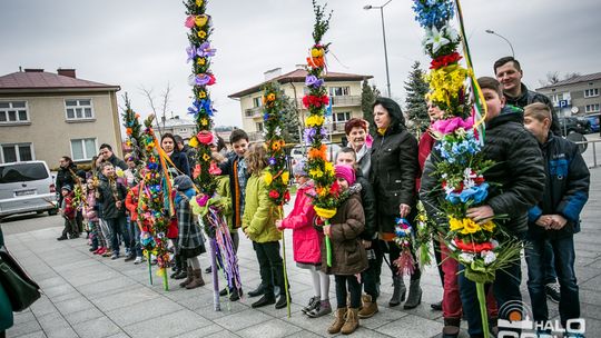 Która z palm była najwyższa?