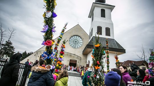 Która z palm była najwyższa?