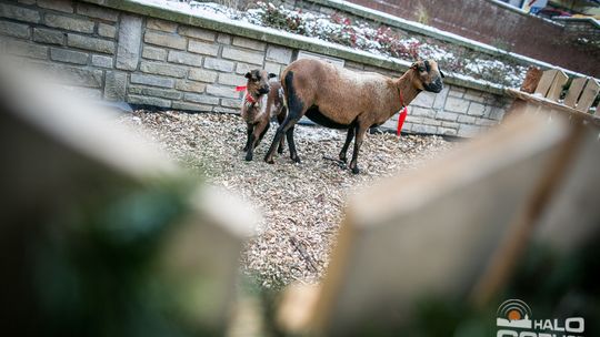 Żywa szopka i gorlicka Wigilia, Świąteczny Jarmark trwa