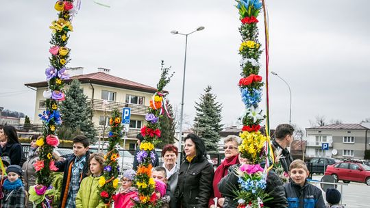 Która z palm była najwyższa?