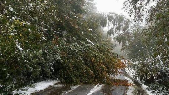 Pierwszy śnieg wyrządził wiele szkód