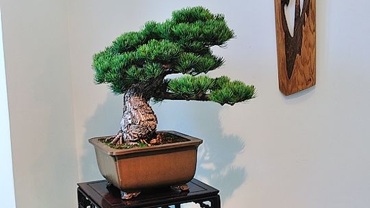 Sobota pod znakiem bonsai