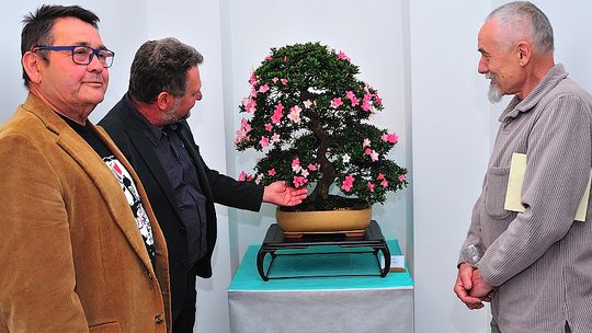 Sobota pod znakiem bonsai