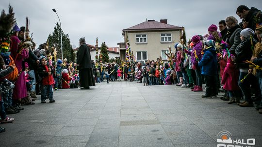 Która z palm była najwyższa?