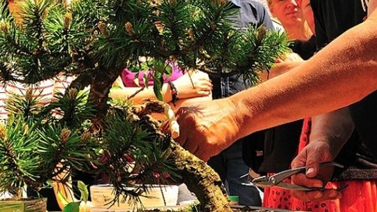 Aktywna niedziela, pokaz aikido i warsztaty bonsai