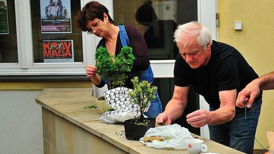 Aktywna niedziela, pokaz aikido i warsztaty bonsai